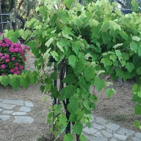 Felitsia & Studios Apartment