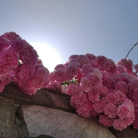 Felitsia & Studios Agios Ioannis (Thessaly)