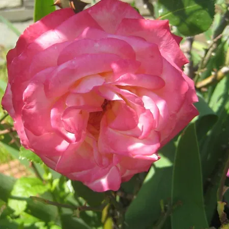 Apartment Felitsia & Studios Agios Ioannis (Thessaly)