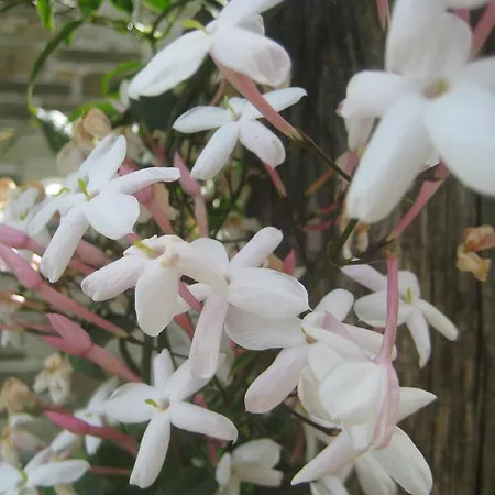 Felitsia & Studios Agios Ioannis (Thessaly)