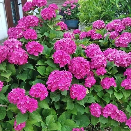 Felitsia & * Agios Ioannis (Thessaly)