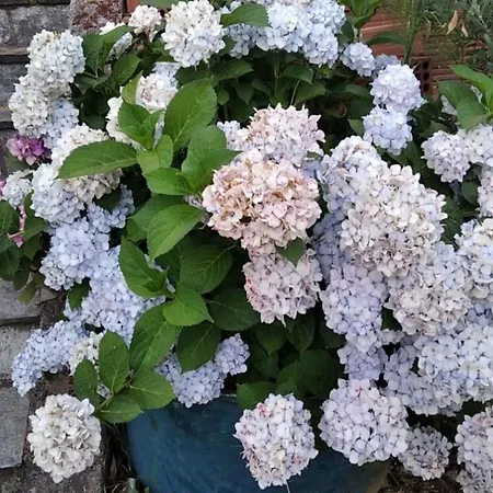 Felitsia & Agios Ioannis (Thessaly)