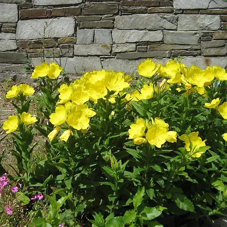 Felitsia & Agios Ioannis (Thessaly)