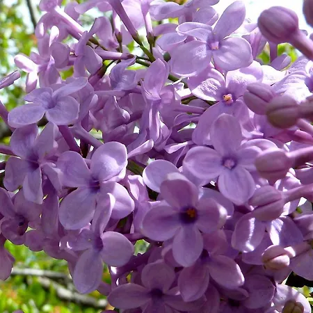 Апартаменты Felitsia & Agios Ioannis (Thessaly)